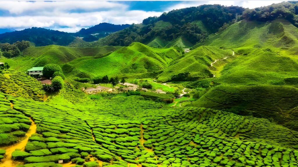 Cameron Highlands Malaysia