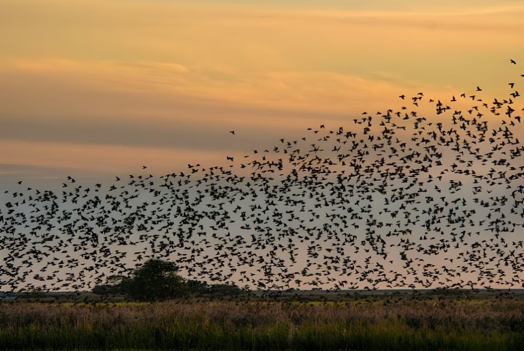 Top 12 Dreamy Destinations Close to Germany for Your Vacation. 3 National Park Vadehavet Denmark