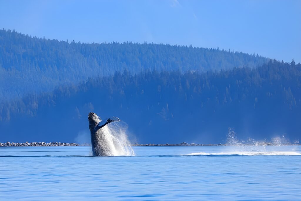 istockphoto 2177893282 612x612 1