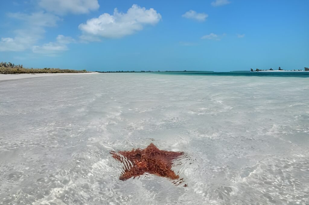 Why the Cayman Islands Are Most Beautiful Escapes One of the Caribbean’s 6 3. Starfish Point