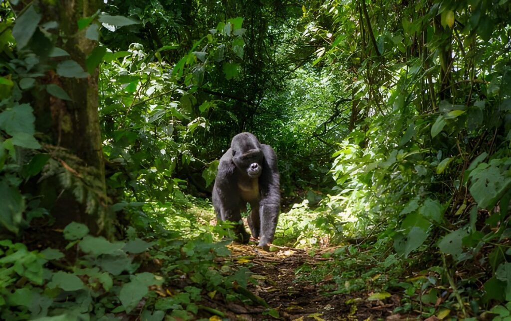 Bwindi Impenetrable Forest