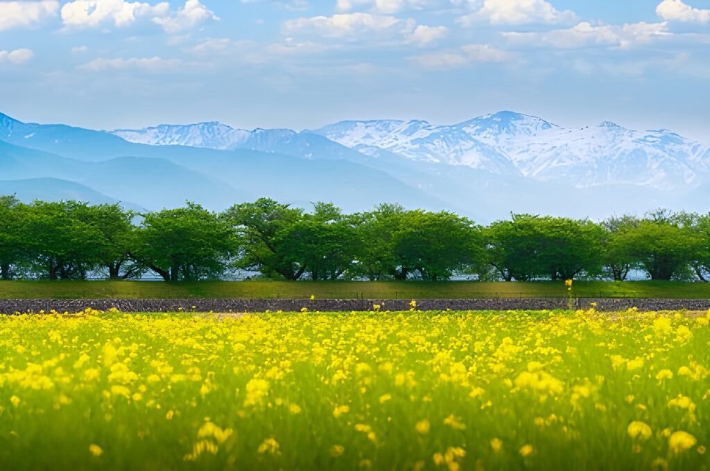 Best Time to Visit Japan by Season Complete Month-Wise Travel Guide (2026) 7 Cherry Blossom Peak Season