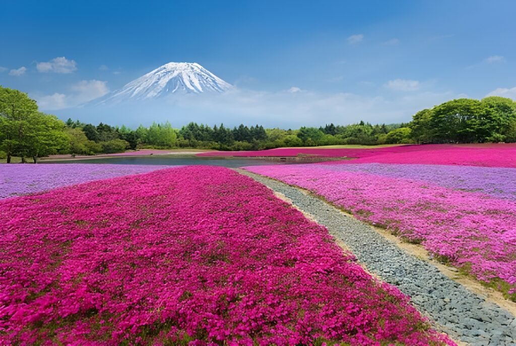 10 + Incredible Places to Visit in Japan Locals Actually Love. 14 Flower fields in Shibazakura