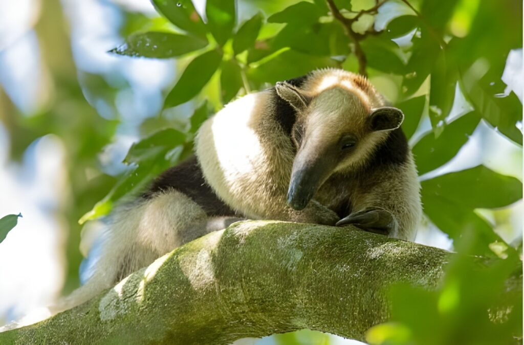 Rincon de la Vieja National Park