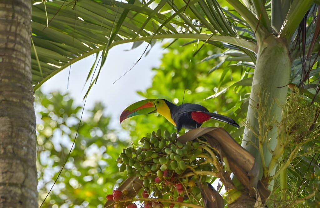 Soberania National Park