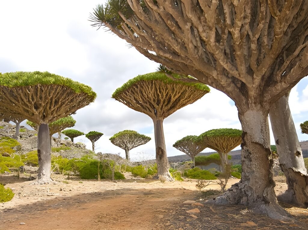 Socotra Island