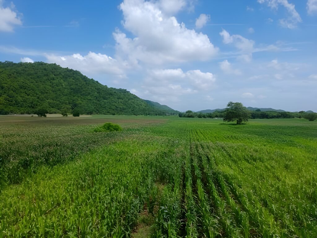 Territorio De Zaguates