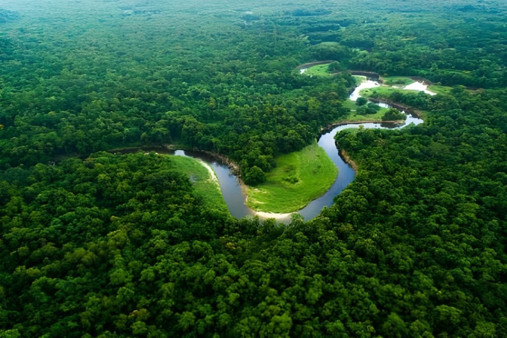 The Amazon Rainforest