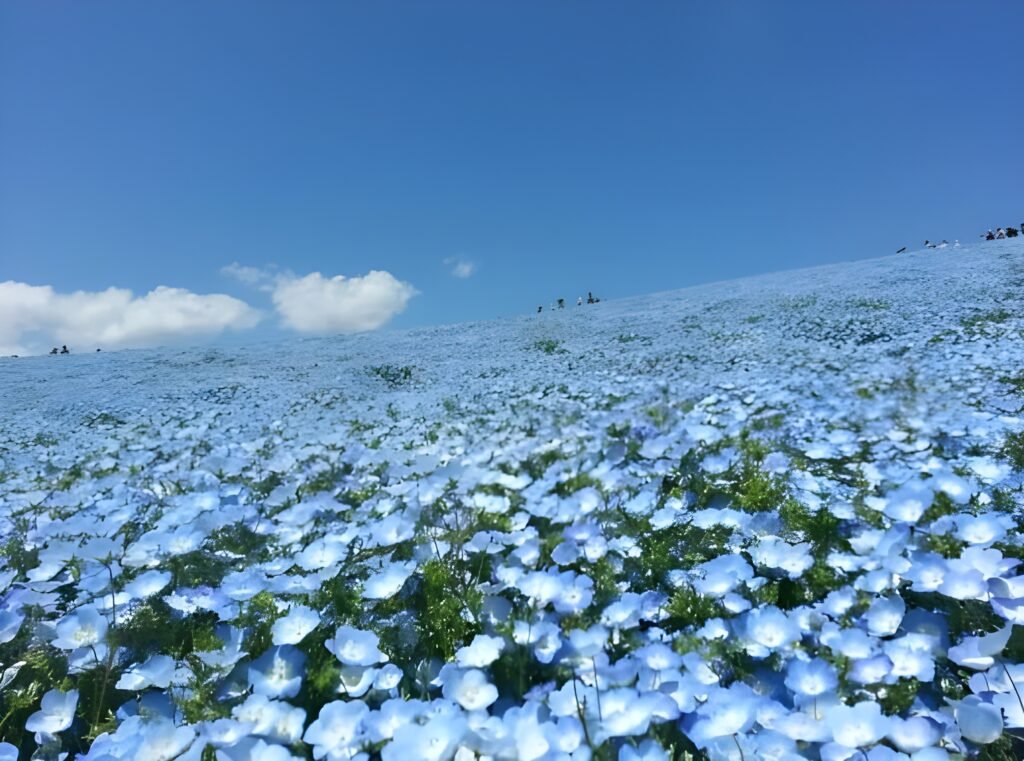 Free Attractions in japan